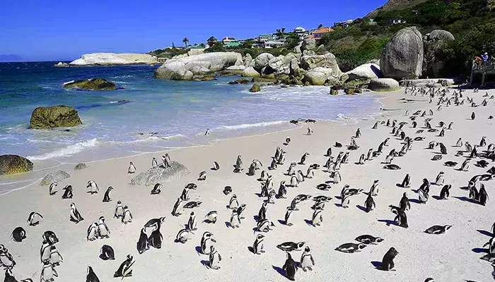 تور کیپ تاون